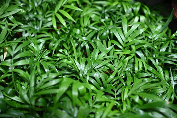 Green plant  texture 