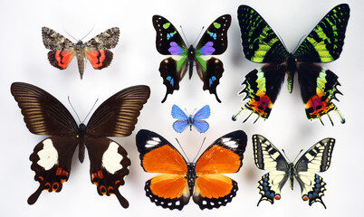 Collection colorfull different butterflies isolated on white. Papilio. Urania ripheus. Graphium...