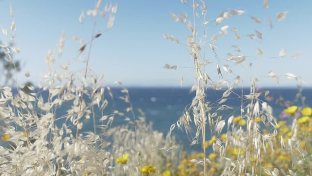 Wild grass and flowers bloom in foreground of stormy sea
