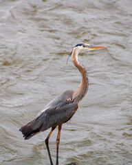 great blue heron