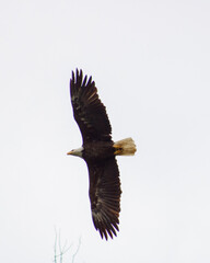 American bald eagle Conowingo Dam
