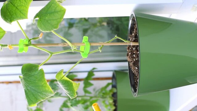Watering cucumber plant in a pot with yellow watering can on the balcony. Growing vegetables at home. Vertical video