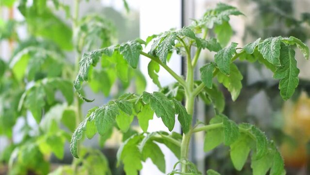 Tomato plant on the glazed balcony. Growing self-pollinating vegetables at home. Window farm. Zoom in