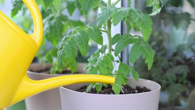 Watering tomato plant in pot with yellow watering can on the balcony. Growing vegetables at home