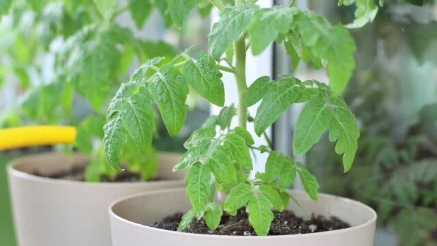 Watering tomato plant in pots with yellow watering can on the balcony. Growing vegetables at home. Zoom out