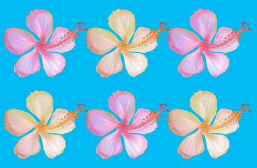 Closeup of pattern set yellow pink hibiscus flower blossom blooming isolated on light cyan background, stock photo, spring summer flower, single plants