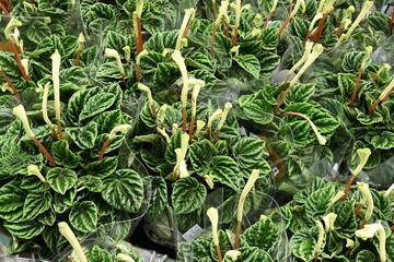 Peperomia caperata, the emerald ripple peperomia, is a species of flowering plant in the family...