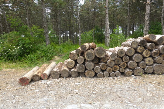Winter preparation. Stacking Firewood. Pile of firewood loggs. Firewood background.