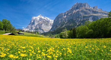 amazing meadow flowers and Alps mountains during sunny day in Grindelwald in Switzerland - 506671264