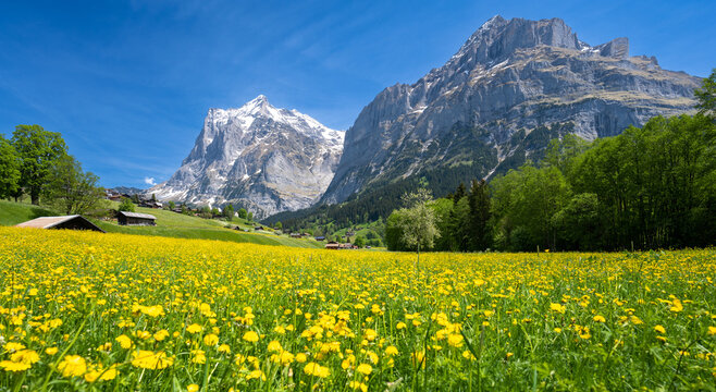 amazing meadow flowers and Alps mountains during sunny day in Grindelwald in Switzerland