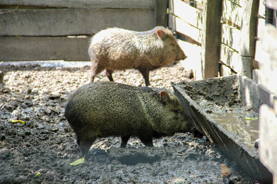 Wild Pig
