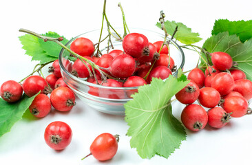 Ripe red hawthorn fruit (berries) on a branch with green leaves in a Cup close-up on a white background.