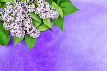 Beautiful lilac branch with flowers and leaves on a purple background. Space for text. Flower background. Congratulations on holidays: birthday, March 8, mother's day, Valentine's day.