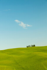 Landscape with cypresses in Tuscany - Italy VII