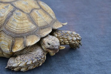 African spur-bearing turtle (Latin Centrochelys sulcata) or sulcata tortoise 