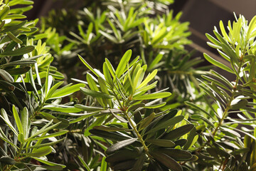 Sea teak tree has bright green leaves.