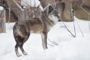 Naklejka premium Wild black canadian wolf is standing on a white snow and looking away. Canis lupus pambasileus. Animals in wildlife.