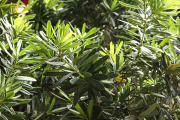 Sea teak tree has bright green leaves