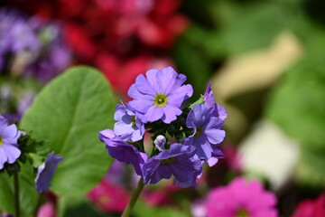 flower in the garden