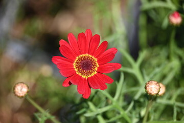 flower in the garden