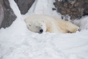 Polar bear cub is lying and sleeping on the white snow. Ursus maritimus or Thalarctos Maritimus. Animals in wildlife.