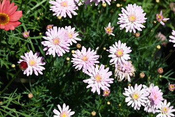 Pink flowers in the garden