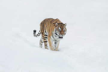 Careful amur tiger is walking on a white snow and looking away. Siberian tiger. Panthera tigris tigris. Animals in wildlife.