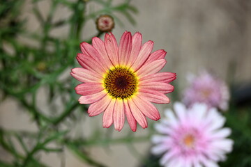 Pink flowers in the garden Beautiful chamomile flowers outdoors on sunny day. Springtime