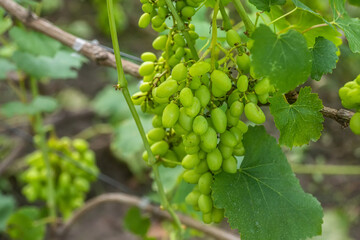 Grapevine. Ingredients for production of wine. Home winemaking. Agribusiness. fresh fruits, Macro. Soft focus