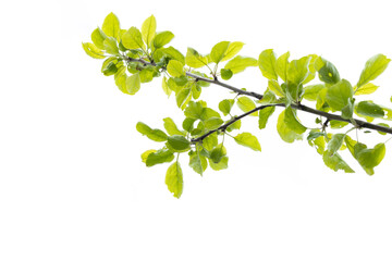 Green leaves on branch of apple tree  isolated on white background. Leaf in spring season
