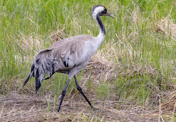 Obraz premium The common crane (Grus grus), also known as the Eurasian crane, is a bird of the family Gruidae, the cranes, Northern Norway,scandinavia,Europe