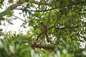 A Brown Thrasher Sitting in an Oak Tree