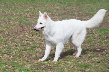 Naklejka na ściany i meble White swiss shepherd dog puppy is standing on a green grass in the spring park. Pet animals. Purebred dog.