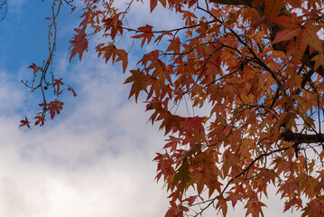 Platanis x hispanica leaves defoliated in autumn season