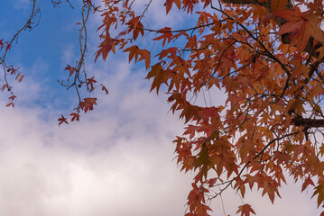 Platanis x hispanica leaves defoliated in autumn season