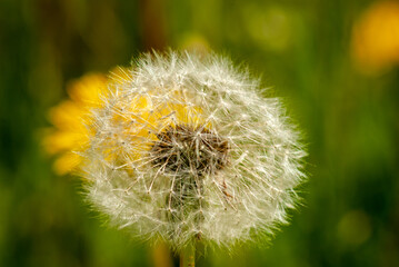 Macro pictures of flowers in Samarskaya Luka National Park! Shot with a Nikon D200 camera! Shot during a walk through the forests of the reserve!