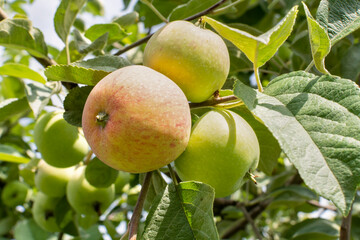 Ripe red apples on a branch (on a tree) with leaves close-up in the soft sunset sun.