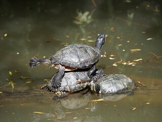 Fototapeta premium une tortue posée sur deux tortues, lève une patte arrière comme une danseuse