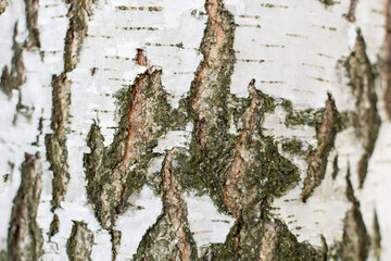 The texture (background) of the bark of a birch tree in close-up. Template, design.