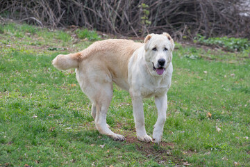 Naklejka na ściany i meble Central asian shepherd dog is walking on a green grass in the spring park. Alabay or aziat. Pet animals. Purebred dog.