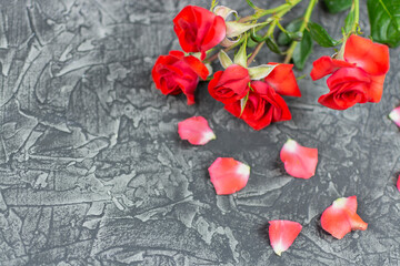Floral background. A red rose bush and petals on a black (dark) background. Beauty business,...