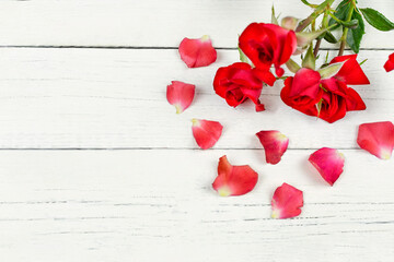 Floral background. A red rose bush and petals on a white wooden background. Birthday, March 8, Valentine's Day. Beauty business, holiday concept, love.