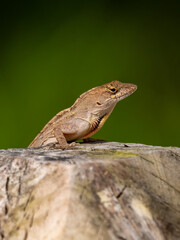small lizard resting on a tree trunk