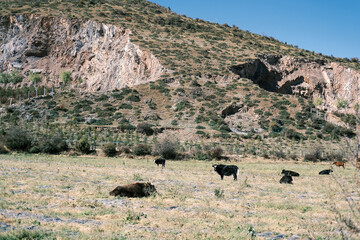 buffalo in the field