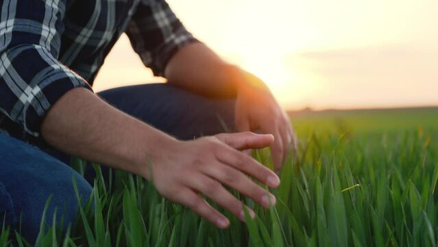 Close up of a Farmer Examining plants in Agriculture Field at sunset. High quality 4k footage