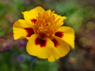 beautiful flower yellow-burgundy colors close-up