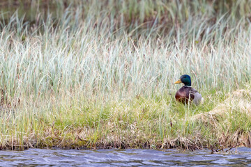 Mallard is a coastal bottom-grazing seabird and a wetland-associated bird species that belongs to the genus Anas in the tribus grass duck., Northern Norway,scandinavia,Europe