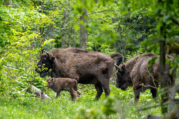 European Bison (Bison bonasus). The Bieszczady Mountains, Carpathians, Poland.