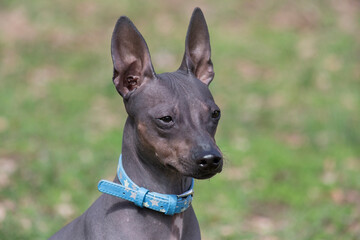 Cute american hairless terrier puppy in the spring park. Close up. Pet animals. Purebred dog.
