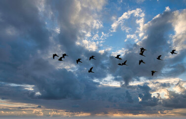 birds in the sky